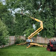 Best Tree Removal  in Exeter, CA