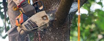 Professional Tree Services in Exeter, CA