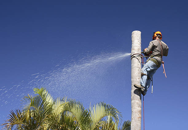 Best Fruit Tree Pruning  in Exeter, CA