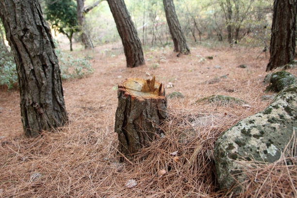 Best Lot and Land Clearing  in Exeter, CA