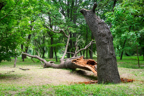 Best Seasonal Cleanup (Spring/Fall)  in Exeter, CA