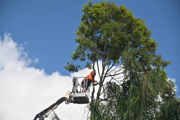 Best Hazardous Tree Removal  in Exeter, CA