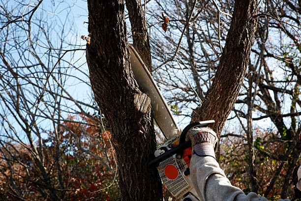 Tree and Shrub Care in Exeter, CA